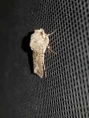 Agrotis orthogonia