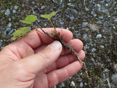 Betula papyrifera kenaica