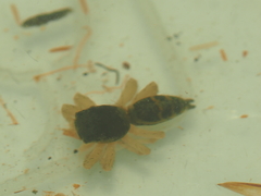 Cosmophasis thalassina