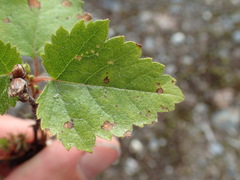 Betula papyrifera kenaica