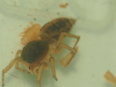 Cosmophasis thalassina