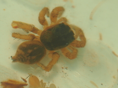 Carrhotus viduus