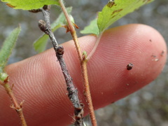 Betula papyrifera kenaica