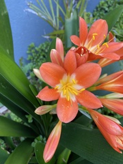 Clivia miniata miniata