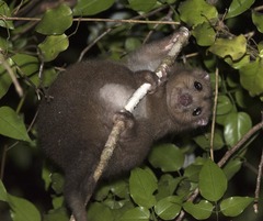 Pseudochirulus cinereus