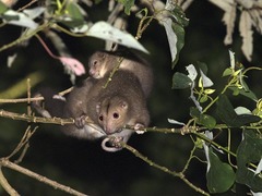 Pseudochirulus cinereus