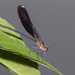 Smoky Rubyspot - Photo (c) Greg Lasley, some rights reserved (CC BY-NC)