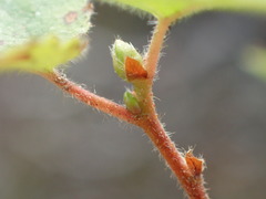 Betula papyrifera kenaica