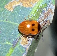 Tinosis decemmaculata