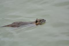 Myocastor coypus