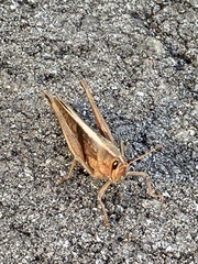 Schistocerca alutacea