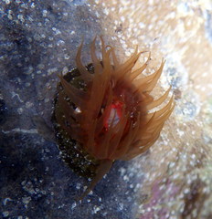 Isanemonia australis