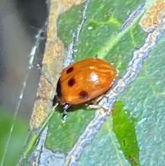 Tinosis decemmaculata