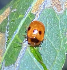 Tinosis decemmaculata