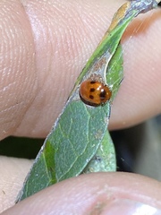 Tinosis decemmaculata