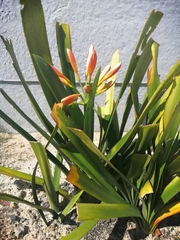 Clivia miniata miniata