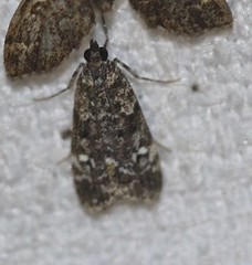 Eudonia protorthra