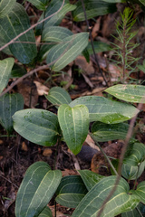 Smilax australis