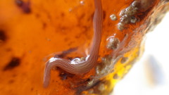 Baseodiscus delineatus