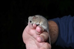 Cercartetus lepidus