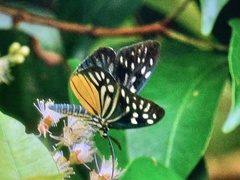 Cyclosia pieridoides