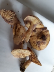 Lactarius uvidus