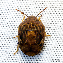 Diolcus chrysorrhoeus