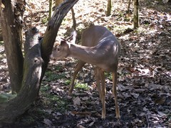 Odocoileus virginianus yucatanensis