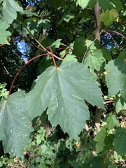 Acer pseudoplatanus