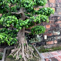 Ficus benjamina