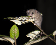 Cercartetus lepidus