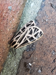 Apantesis parthenice