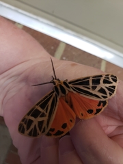 Apantesis parthenice