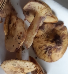 Lactarius uvidus
