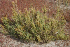 Salicornia perennis