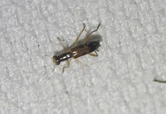 Lemidia
