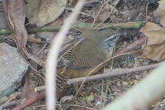 Cantorchilus leucotis