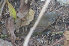 Cantorchilus leucotis