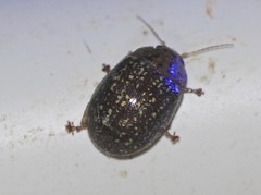 Paropsisterna cernua