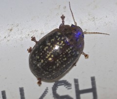 Paropsisterna cernua