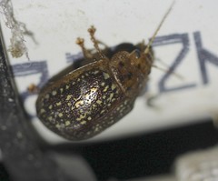 Paropsisterna cernua