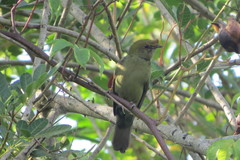 Antilophia galeata