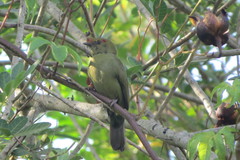 Antilophia galeata