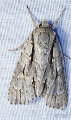 Acronicta texana