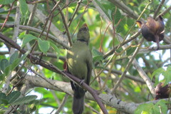 Antilophia galeata