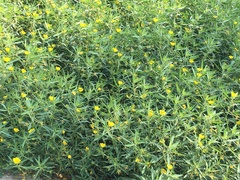 Ludwigia grandiflora