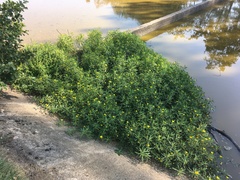 Ludwigia grandiflora