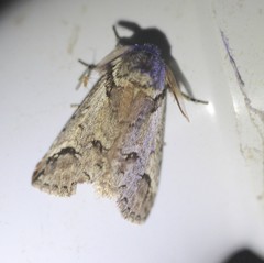 Antithemerastis acrobela