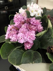 Streptocarpus ionanthus