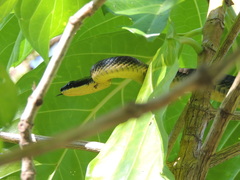 Phrynonax poecilonotus